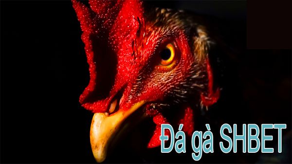 Hướng dẫn cách đăng ký dùng thử 130Bet - 130Bet