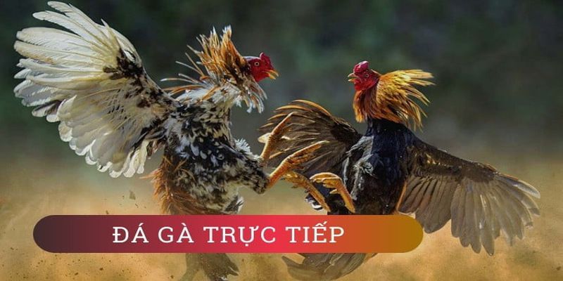 Thăng cấp người chơi cấp S666 - S666