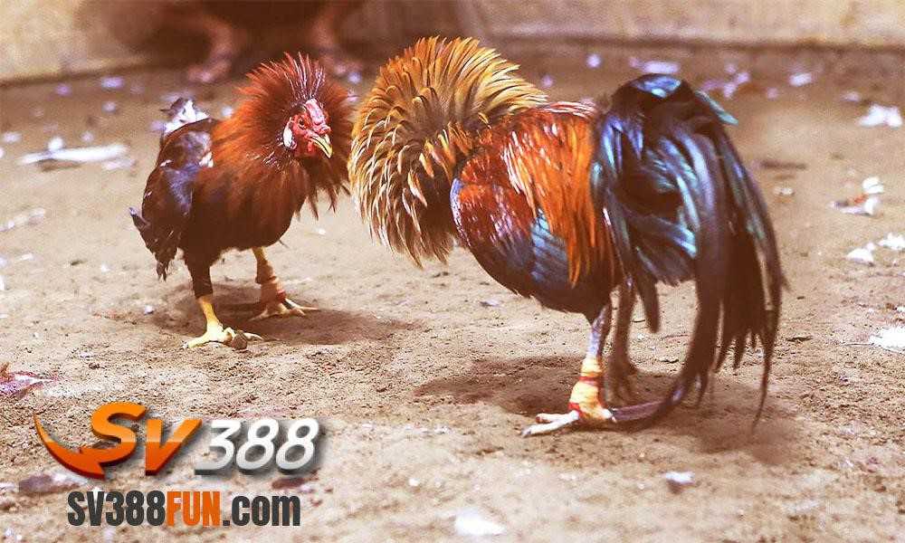 Ku11 đã cải tiến và đơn giản hóa hoạt động của mình - Ku11