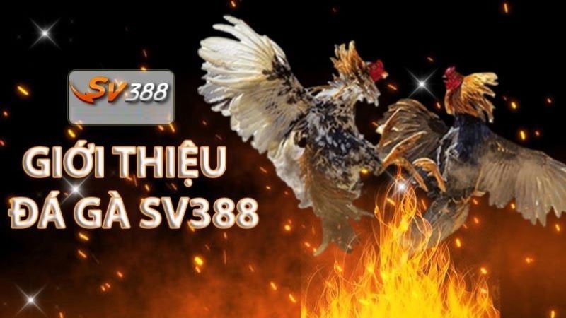 Quy trình đăng ký thành viên Bet88 Palace - Bet88